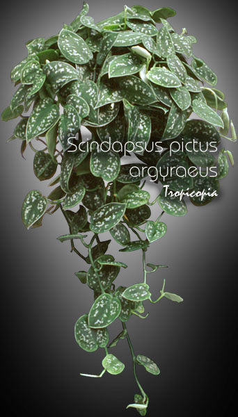 Hanging - Scindapsus pictus argyraeus - Picta Philodendron, Satin pothos, Devil's ivy